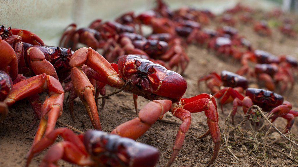 Red crabs on Planet Earth II