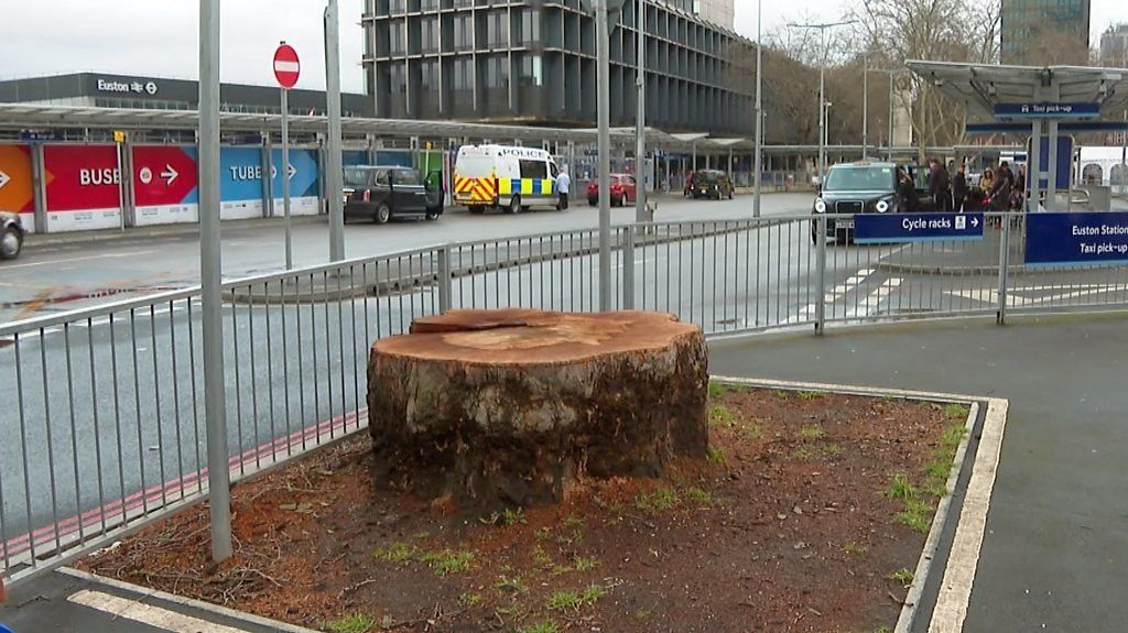 A felled tree in the HS2 path in Euston