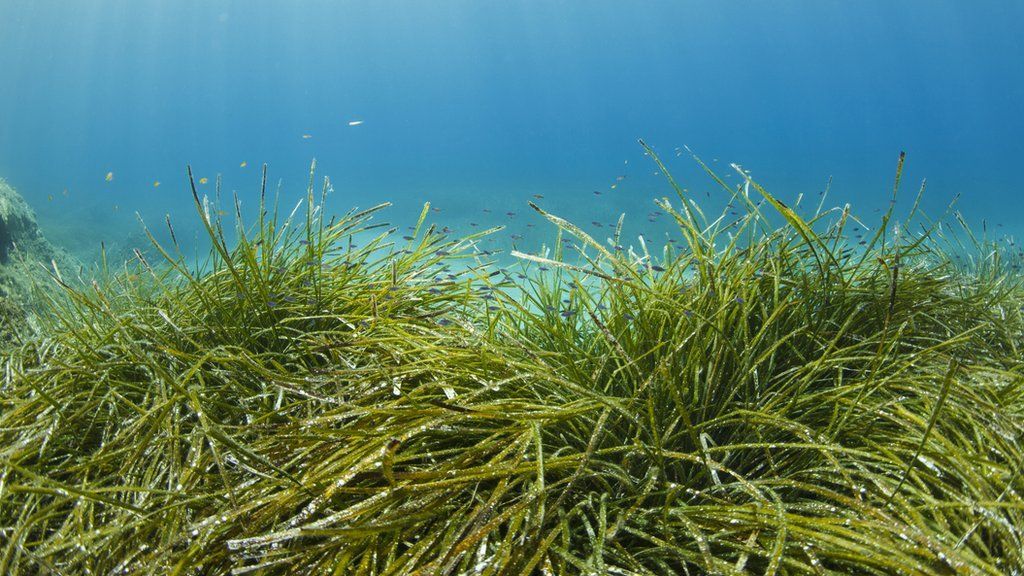 Saving seagrass: What's being done to save the 'wonder plant'? - BBC ...