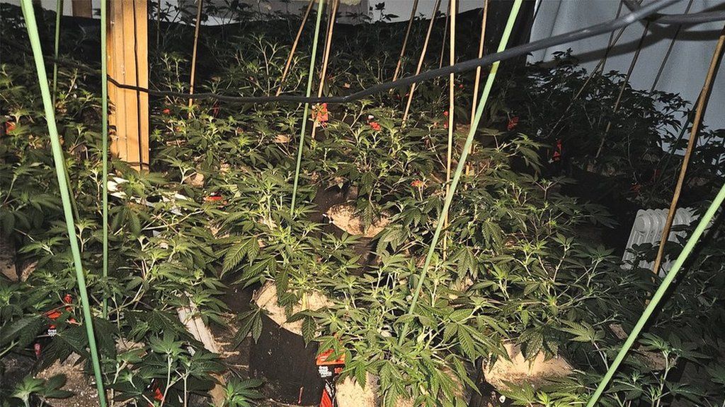 Suspected cannabis plants growing in a small room