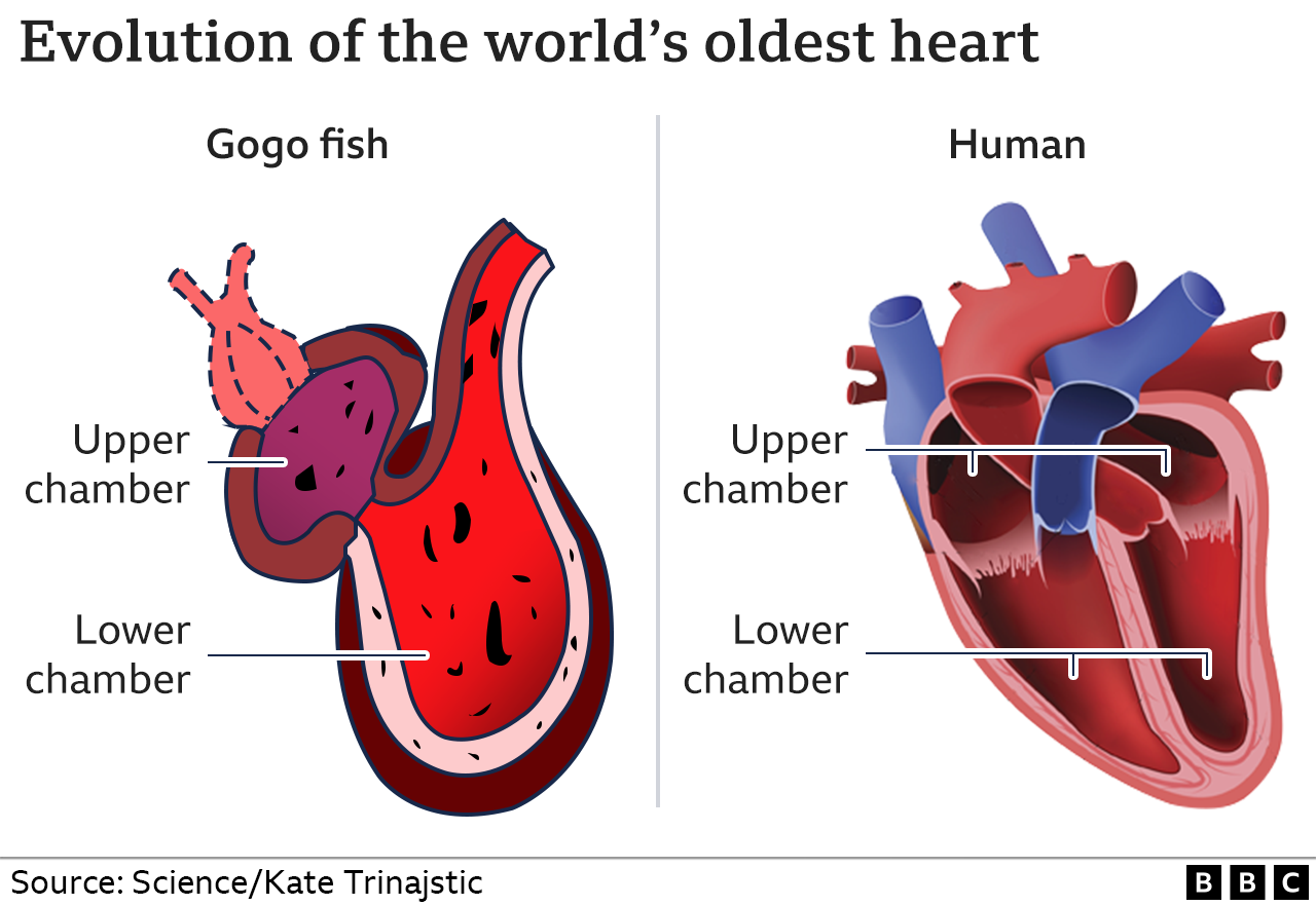 Gogo fish and human heart comparison