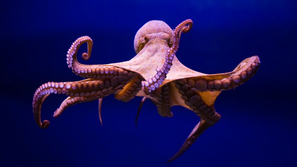 Crash driver 'swerved to avoid octopus' - BBC News