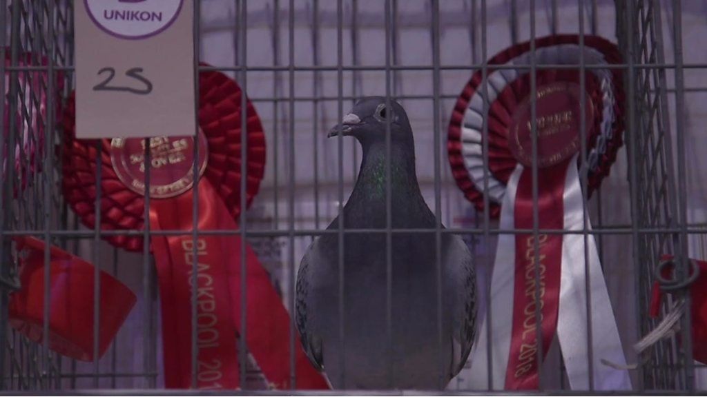 Pigeon in cage