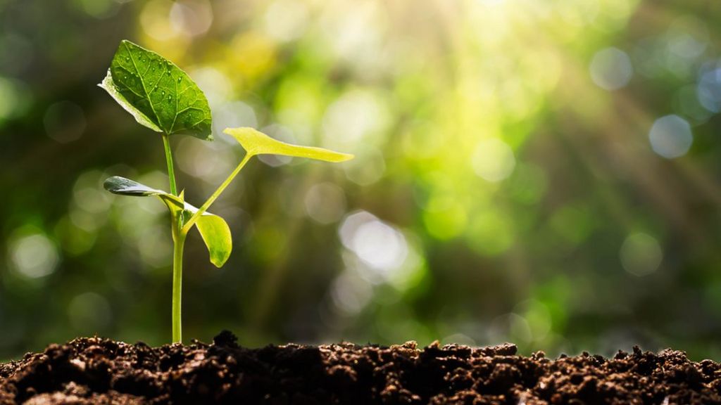 Climate Change: What is being done around the world to plant trees? - BBC  News