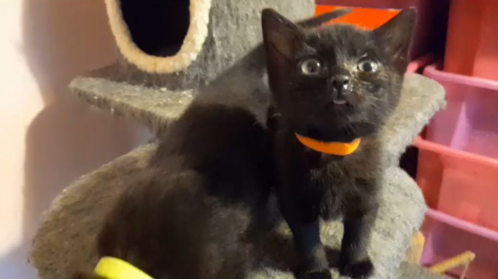 Two black kittens, with one looking above camera