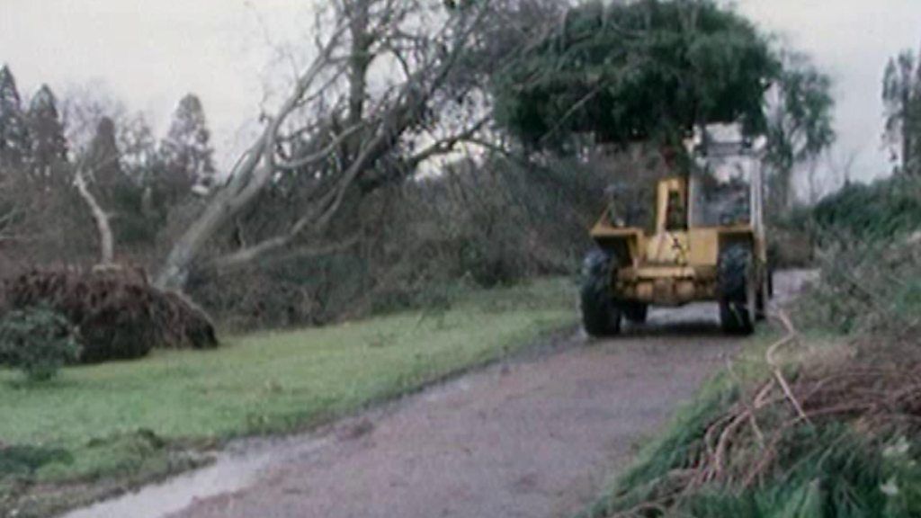 Tree clearance at Wakehurst