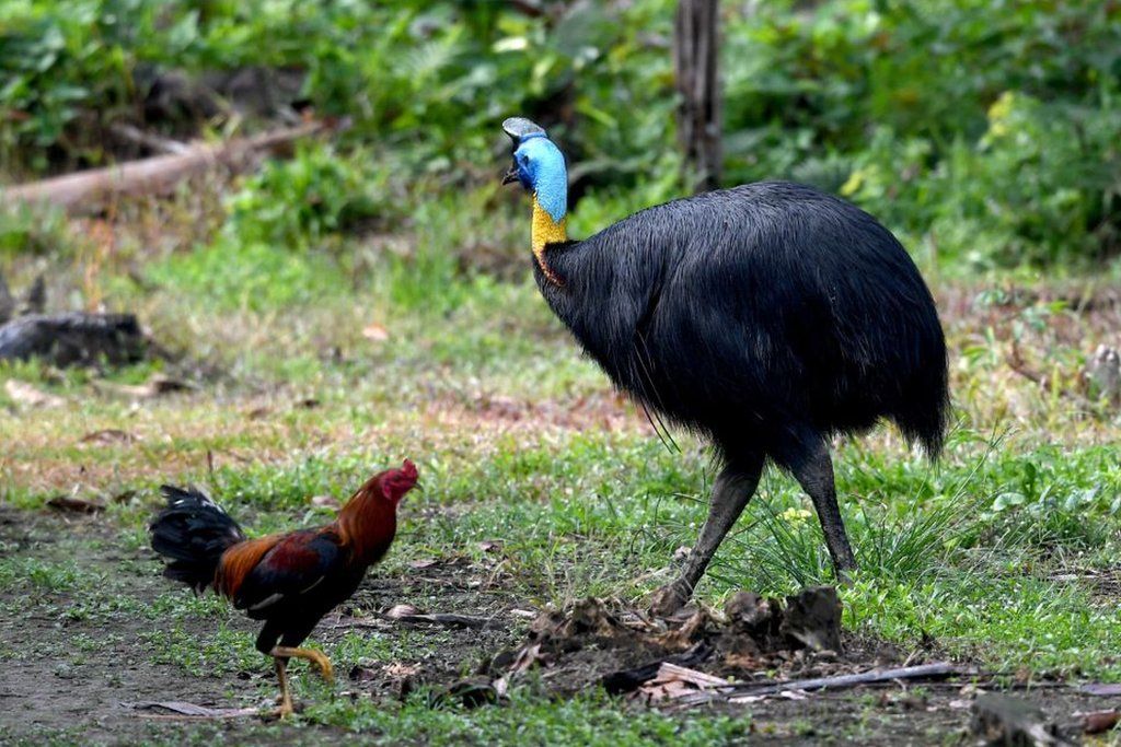 Pria Di Florida Tewas Diserang Burung Kasuari Peliharaannya Bbc