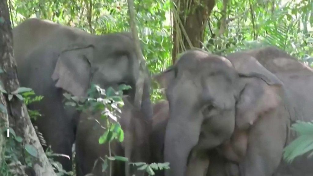 File footage of elephant herd before waterfall incident