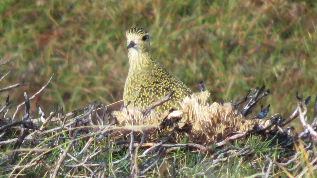 Golden plover spotted in the Mourne Mountains