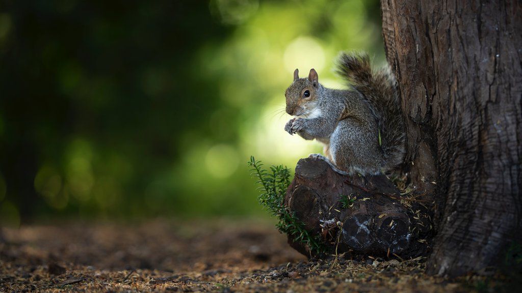 A grey squirrel sitting by a tree in a forest