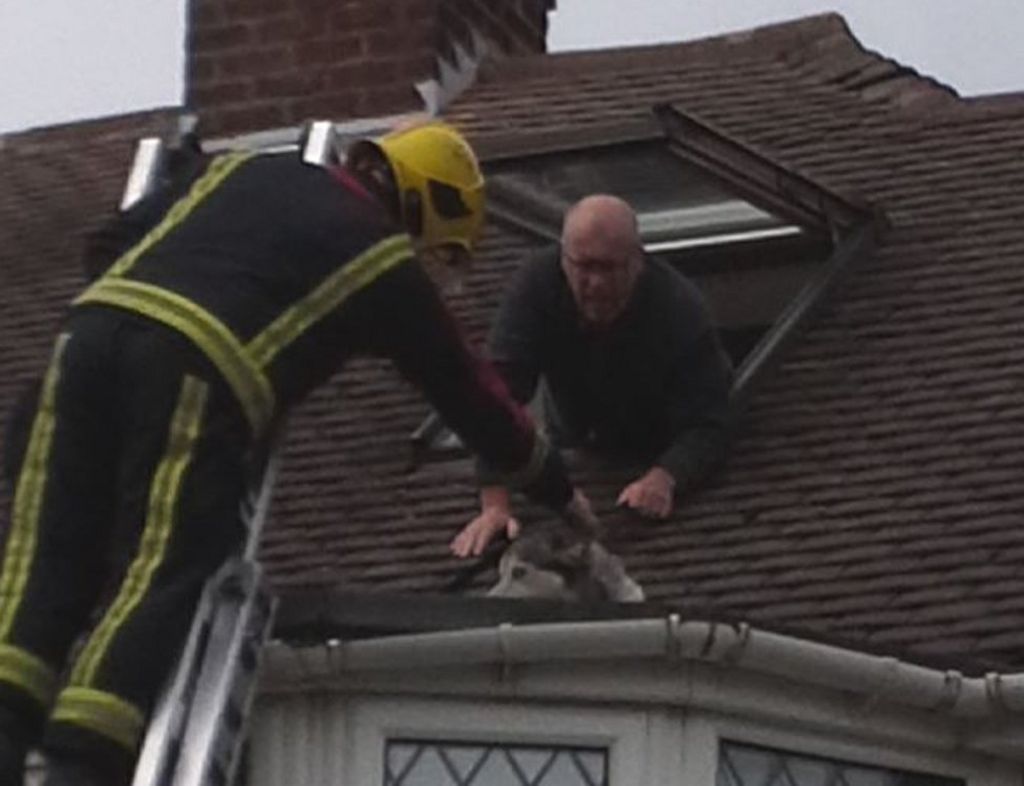 Ham used to calm dog trapped on roof in Birmingham