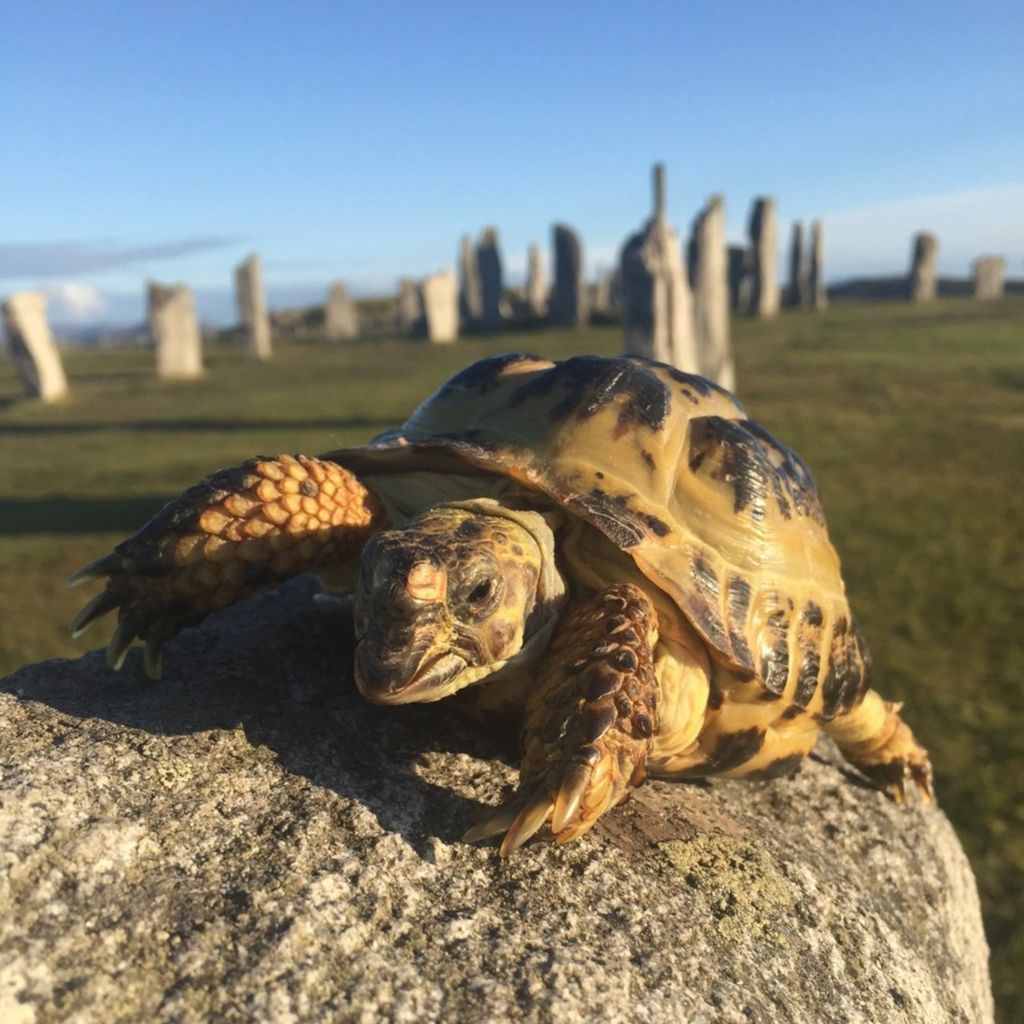 Tortoise at Callanish stones