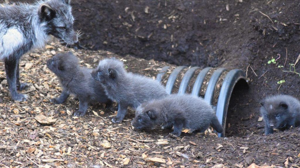 Arctic fox cubs with their mum and dad