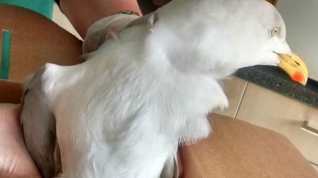 Seagull shot by crossbow in 'heartless' Cornwall attack - BBC News