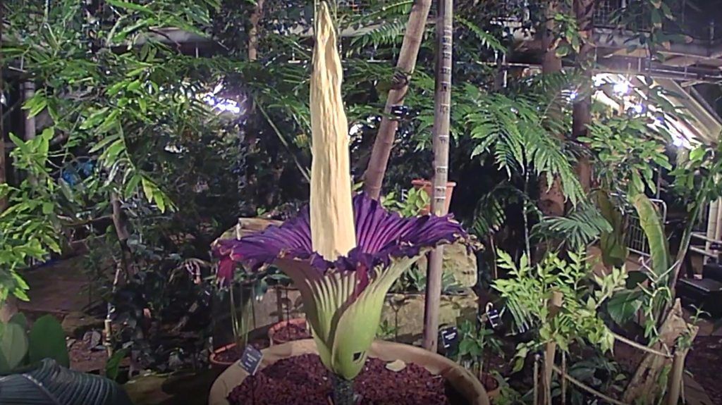 Crowds gather to smell the 'rotting flesh' smelling titan arum.
