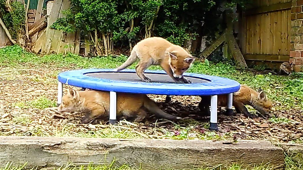 Fox cub party