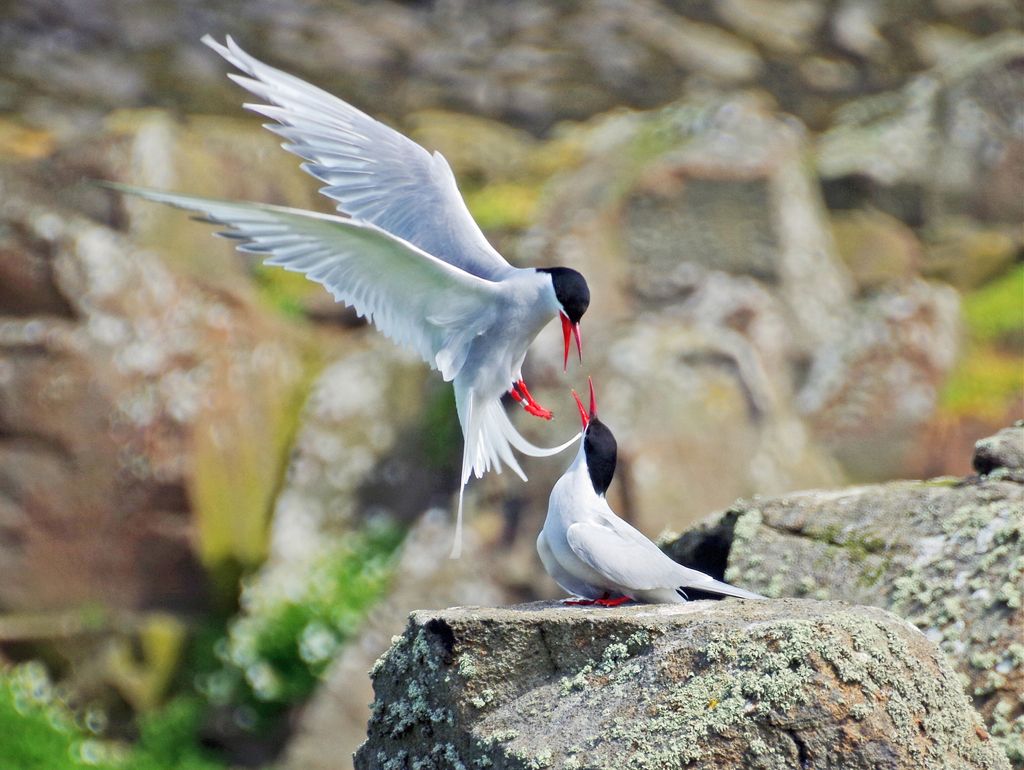 Arctic Terns