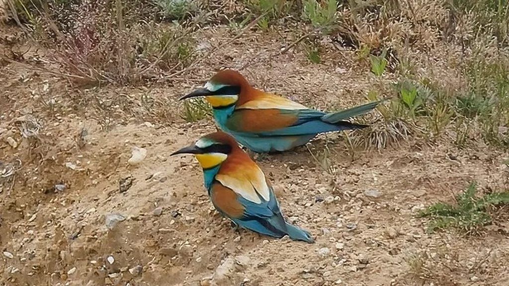 The footage shows the rainbow-coloured birds in flight and nesting in a sand quarry in Norfolk.