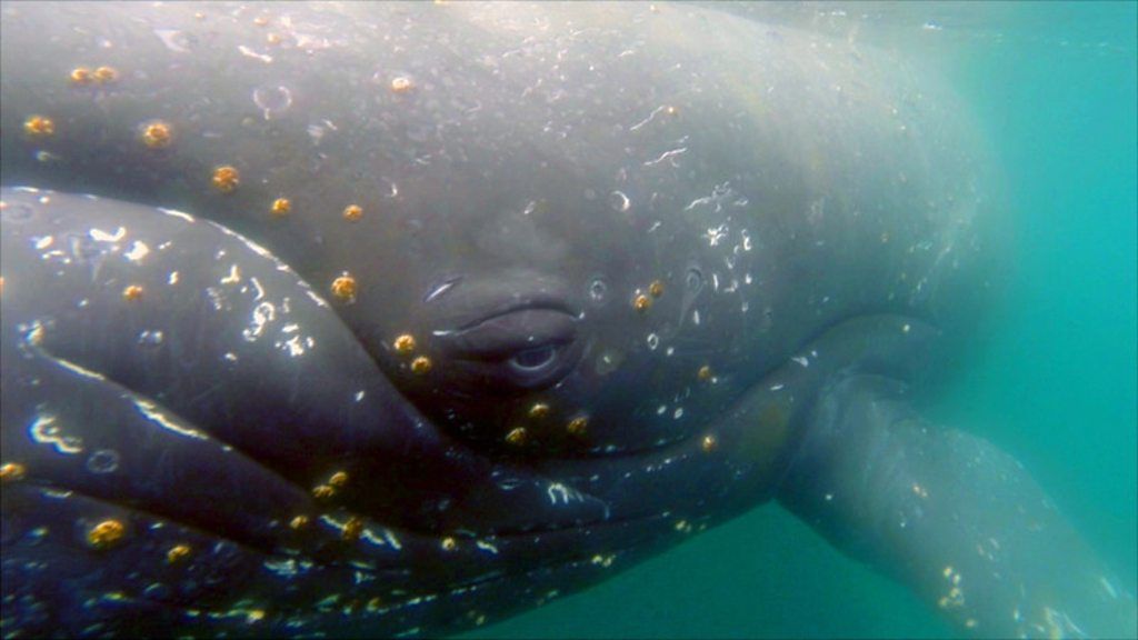 A study that attached cameras with suction cups to the backs of Antarctic whales has revealed never before seen feeding habits and social interactions.