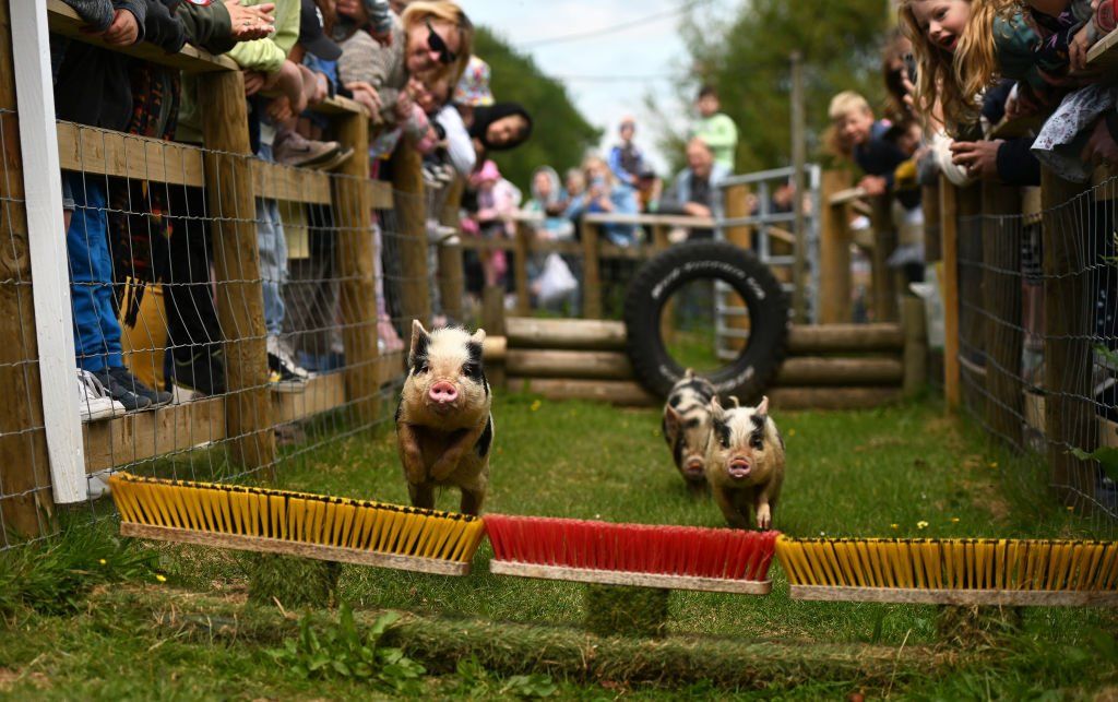 Pigs make their way around the course during a racing activity at Pennywell Farm on 31 May 2023 in Buckfastleigh, England.
