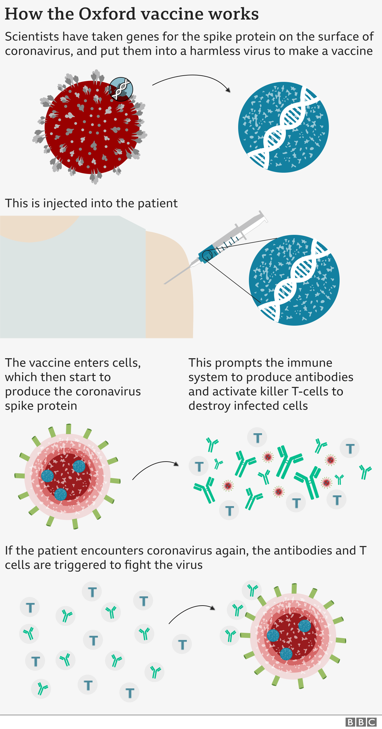 How the Oxford vaccine works