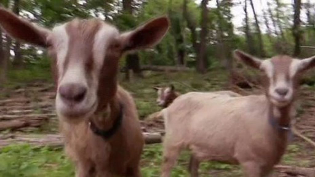 A goat's dream job?