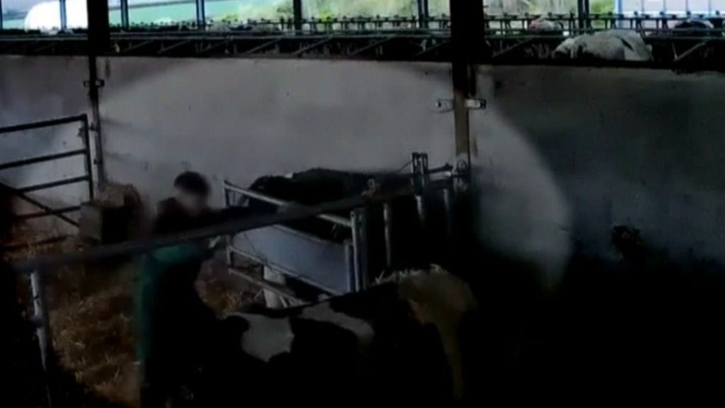 Cattlepunching farmhand Owen Nichol sentenced BBC News