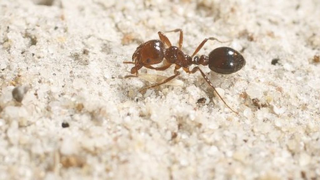 Floating fire ants form rafts in Houston floodwaters - BBC News