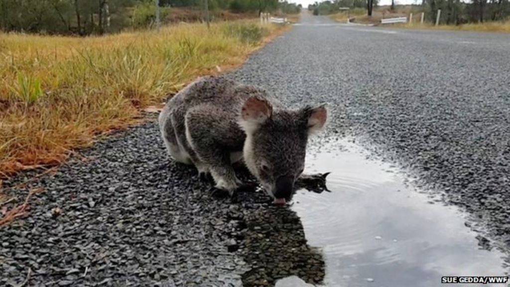 Koalas 'facing extinction' in some Australian states