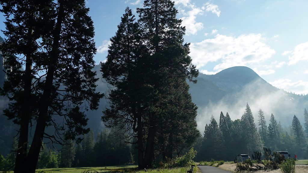 Trees in Yosemite National Park