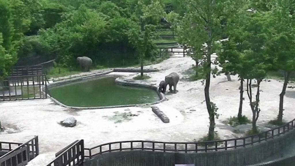 Elephants lend a helping trunk to baby who fell in pool - BBC Newsround