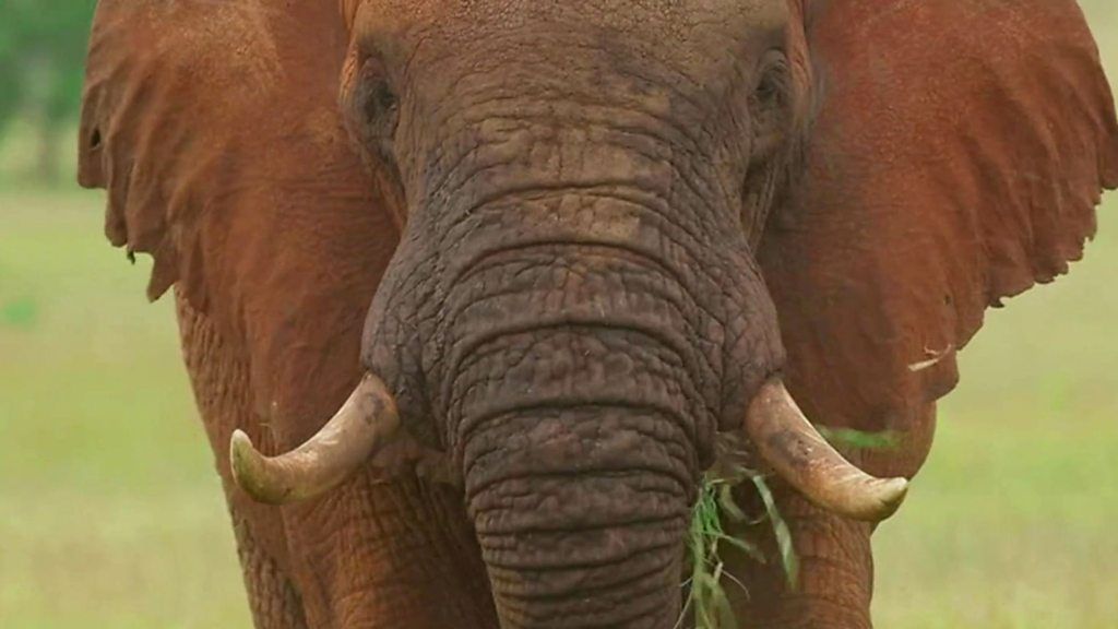 African elephant