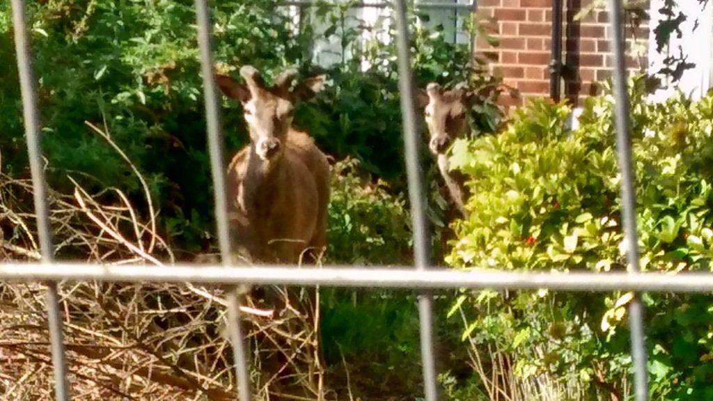 Escaped stags cause 'chaos' on Nottingham road - BBC News - BBC News