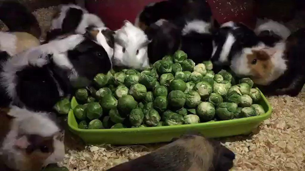 can guinea pigs eat brussel sprout leaves