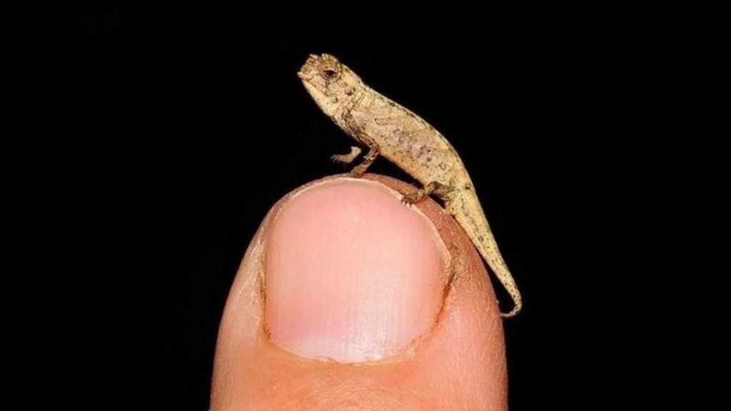 Smallest Reptile On Earth Discovered In Madagascar c News