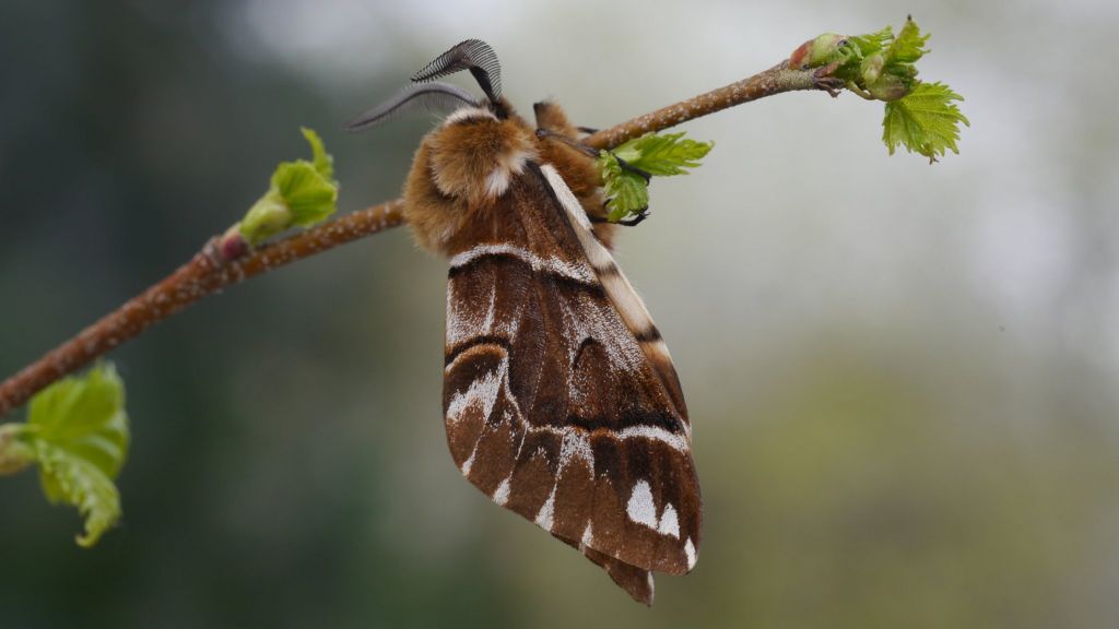 'Fake females' to aid rare moth work in Cairngorms