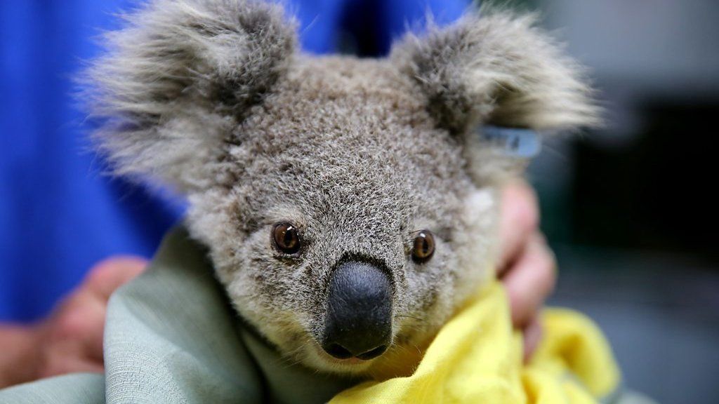 A koala is treated for burns in Port Macquarie, NSW