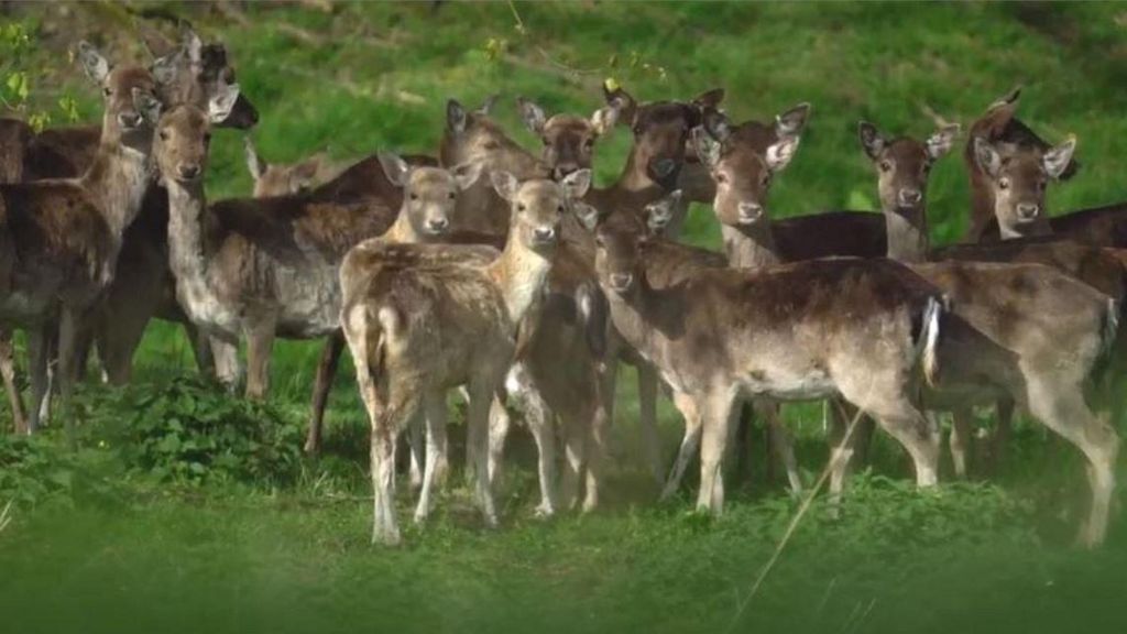 Deer return to historic park three years after cull