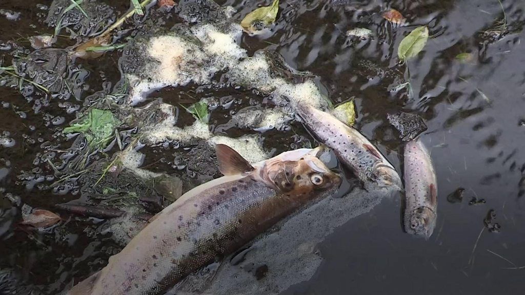 Kesh River: Chemicals found in water after Fermanagh fish kill - BBC News