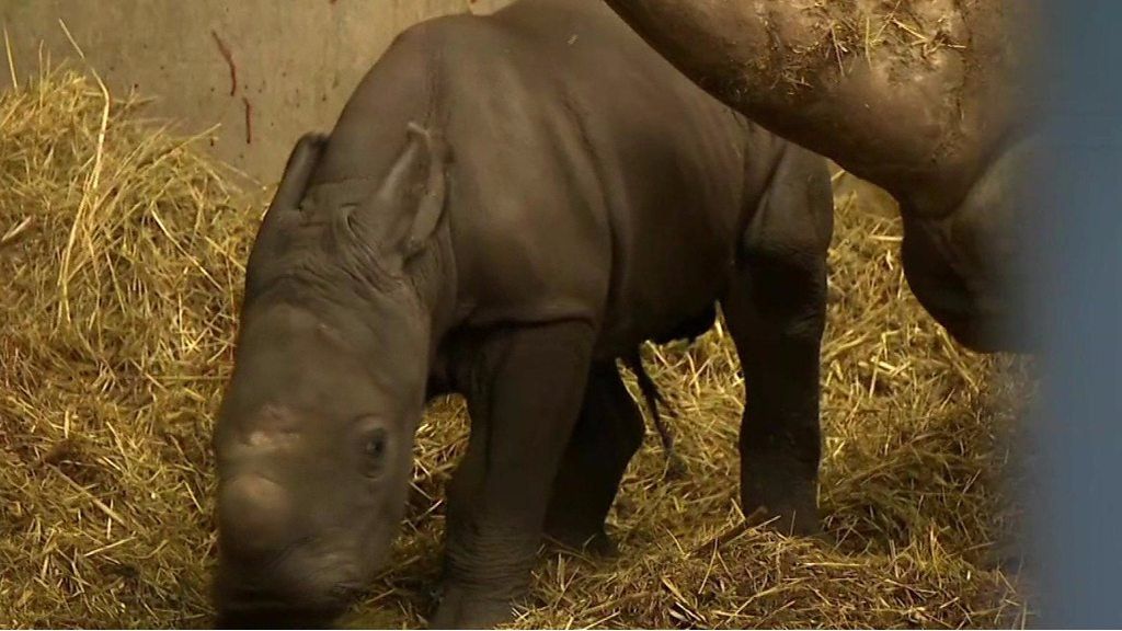 Meet a newborn baby rhino! - BBC Newsround