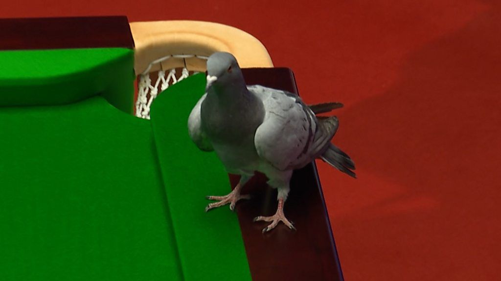 World Snooker Championship: Pigeon disrupts the snooker at the Crucible