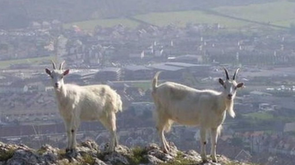 goats with Llandudno in the background