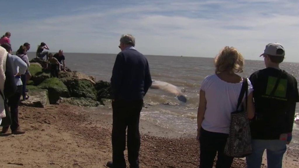 Two dead whales at Felixstowe and Orford