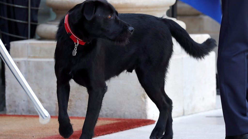 Emmanuel Macron's newly adopted black labrador Nemo behaves impeccably as he meets Niger's president.