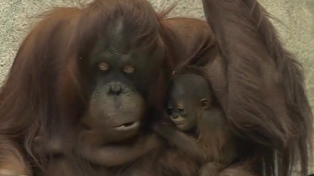 Baby orangutan with its mother