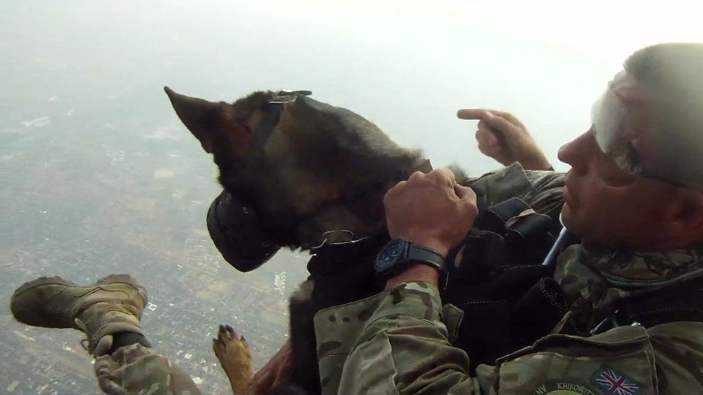 Anti-poaching dog in helicopter
