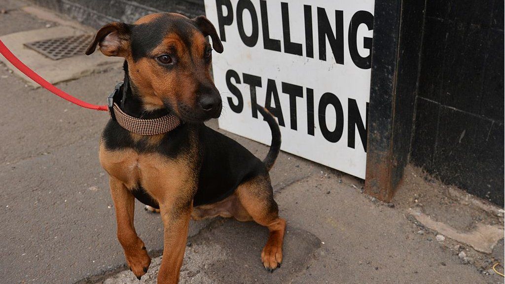 Dog at a polling station