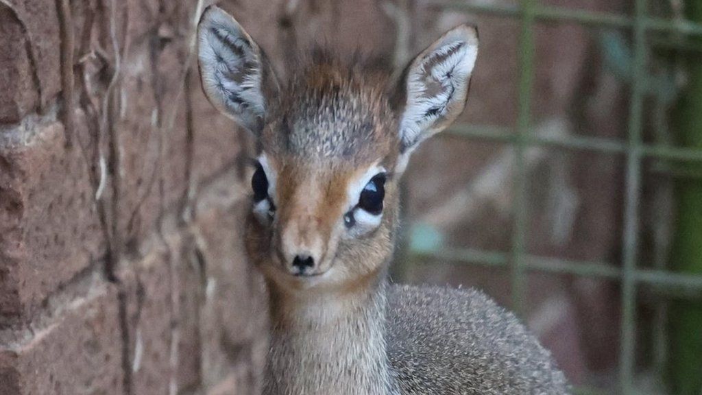 A Kirk's dik-dik calf