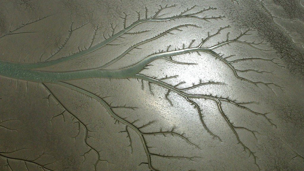 Channels in mudflats look like a tree when photographed from the air