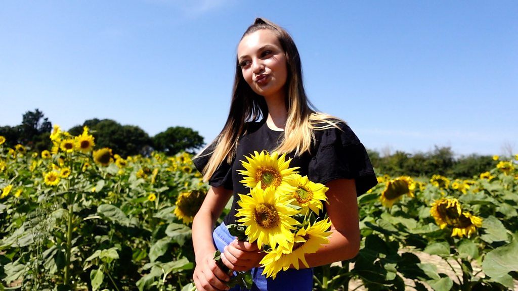 Hayling Island sunflower farm's plea over naked photo shoots - BBC News